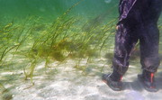 This seagrass has ju