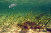 This seagrass has ju