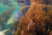 Jellyfish in the Gre
