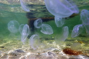 Jellyfish in the Gre